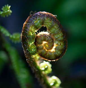 Ferns and Grasses