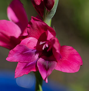 Gladioli
