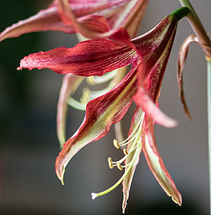 Indoor flowering bulbs