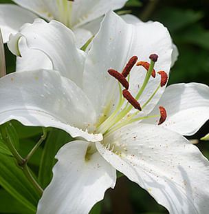 Lily bulbs