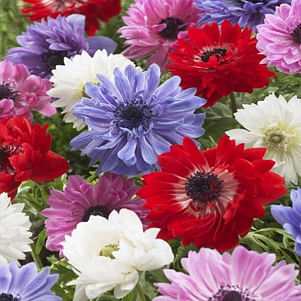 Anemones Coronaria De Caen and St Brigid