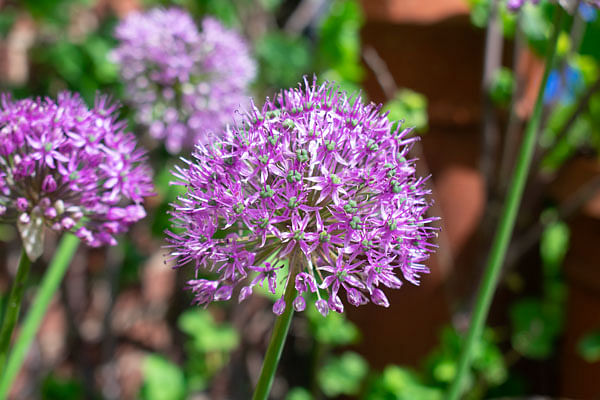 Allium Allium