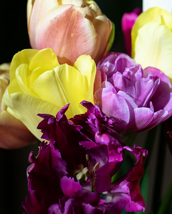 Tulips in vase