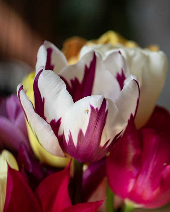 Cut tulips