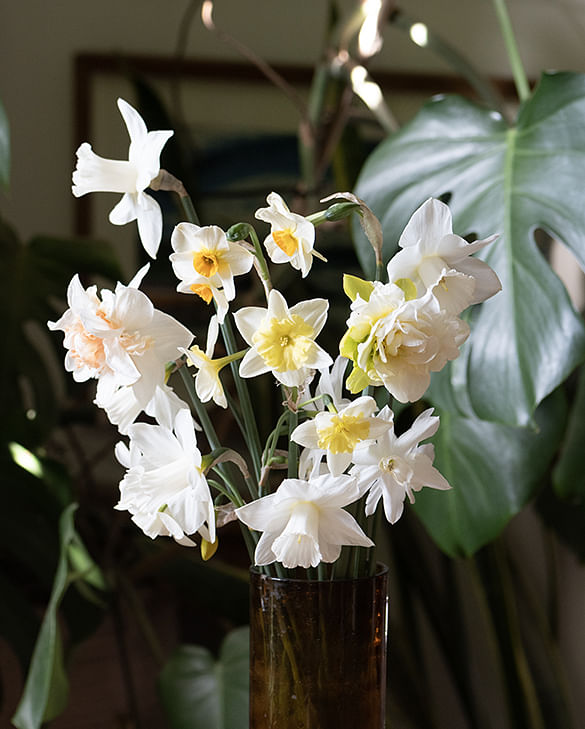 Cut Daffodils
