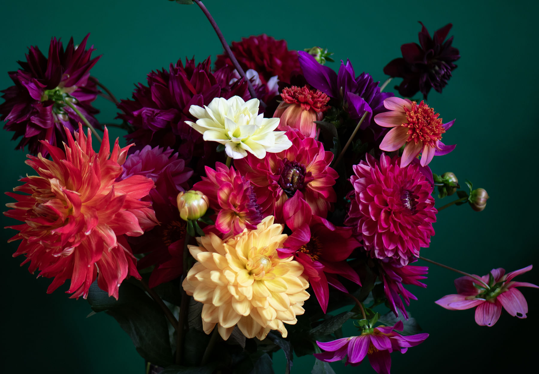 Dahlias for cutting