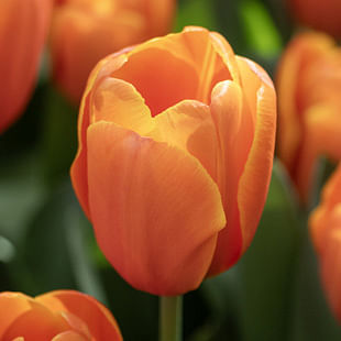 Tulips