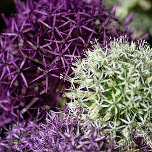 Allium Bulbs