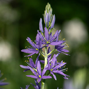 Camassia Bulbs