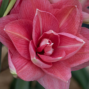 Indoor Flowering Bulbs