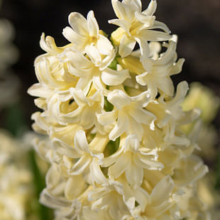 Hyacinth Bulbs