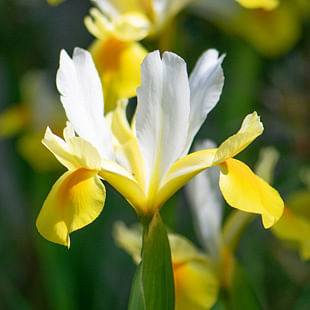 Iris bulbs