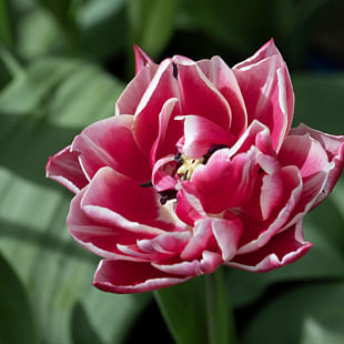 Tulip Bulbs