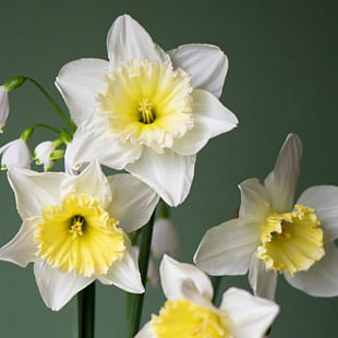 Daffodils and Narcissus