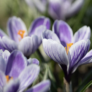 Crocus Bulbs