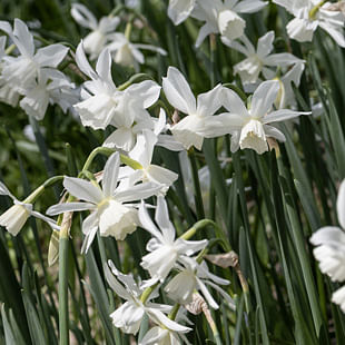 Daffodils & Narcissus