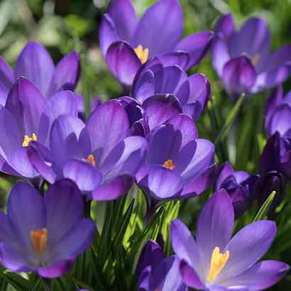 New Bulbs in Autumn