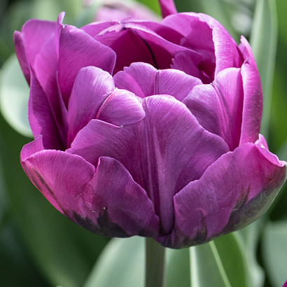 Best selling Bulbs