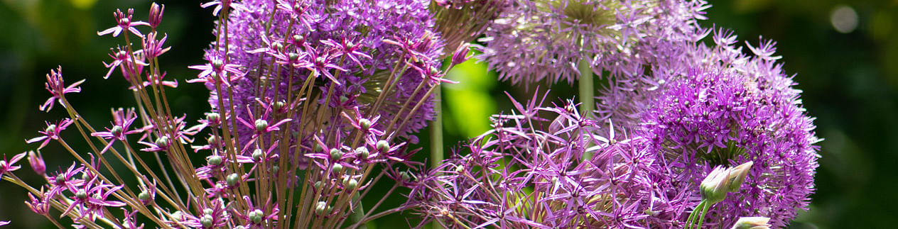 Alliums