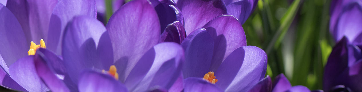 Crocuses Crocuses