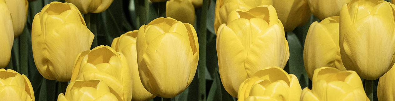 Tulips Tulips