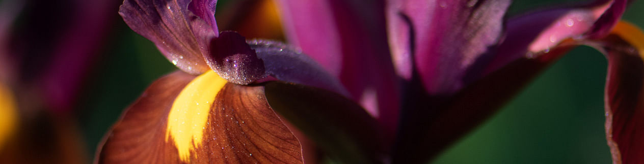Irises Irises