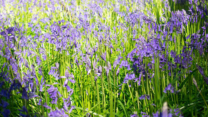 Bluebell bulbs