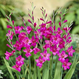 Gladioli Byzantinus