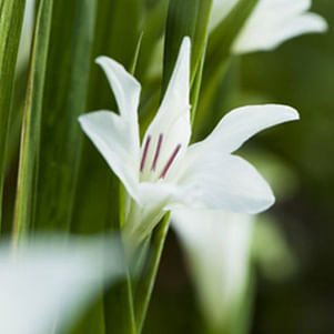 Gladioli Colvillei