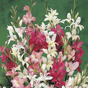 Gladioli Nanus