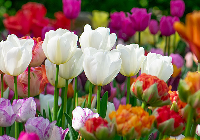 Flower Bulb Blog Flower Bulb Blog