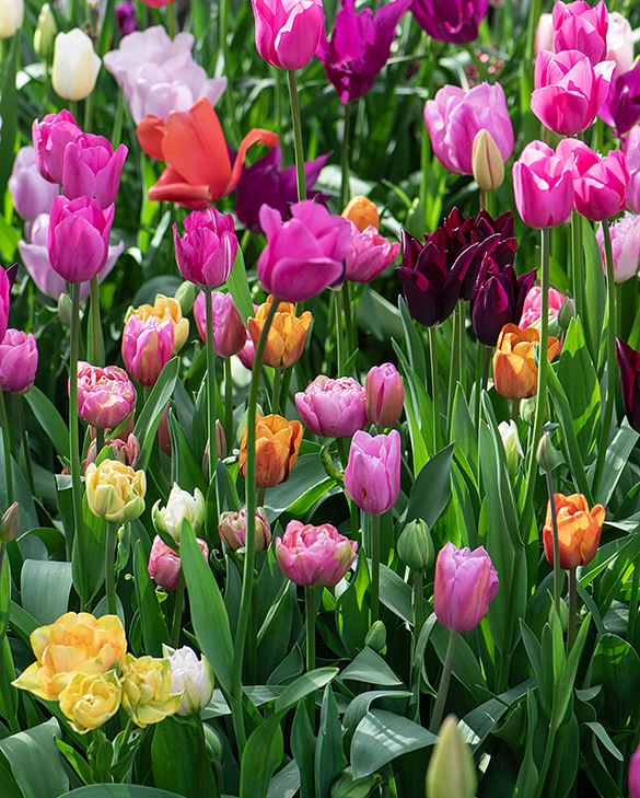 Flower beds for cutting