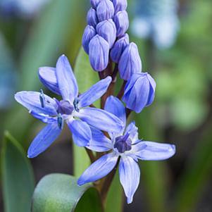 Scilla Bifolia