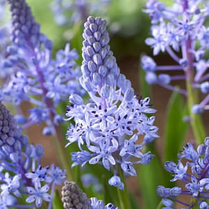 Scilla Litardierei