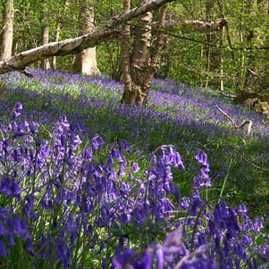 Scilla Nutans