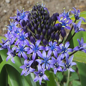 Scilla Peruviana