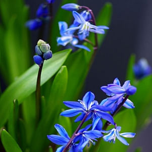 Scilla Siberica