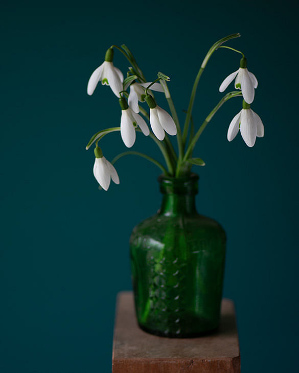 How and when to divide your snowdrops