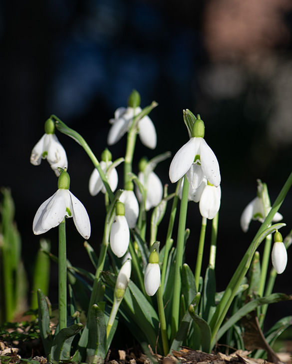 Dividing snowdrops, follow our advice at Peter Nyssen