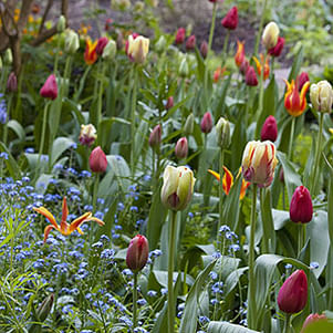 February gardening