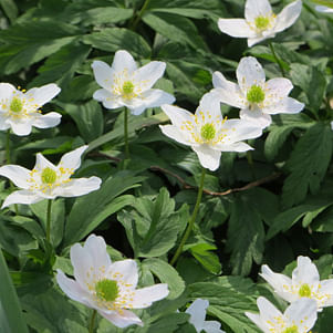 Anemones Nemerosa